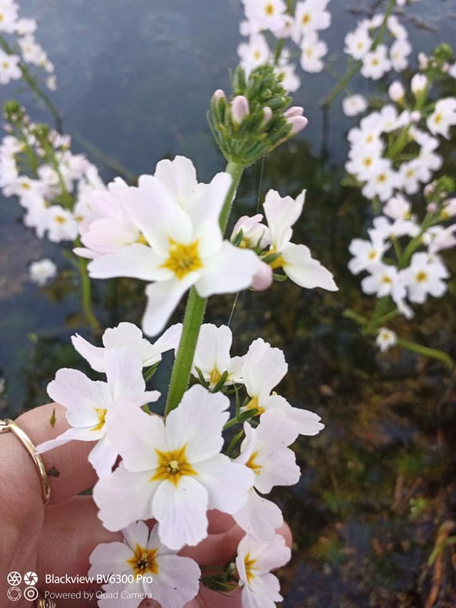 białe kwiaty okrężnicy bagiennej